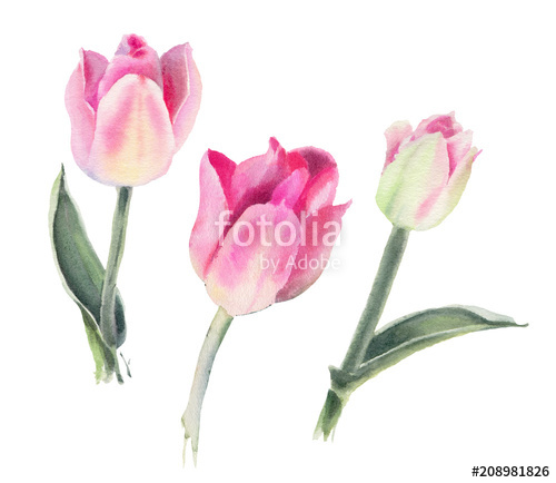 500x434 Watercolor Flowers. Pink Tulips. Stock Photo And Royalty Free - Watercolor Flowers Pink
