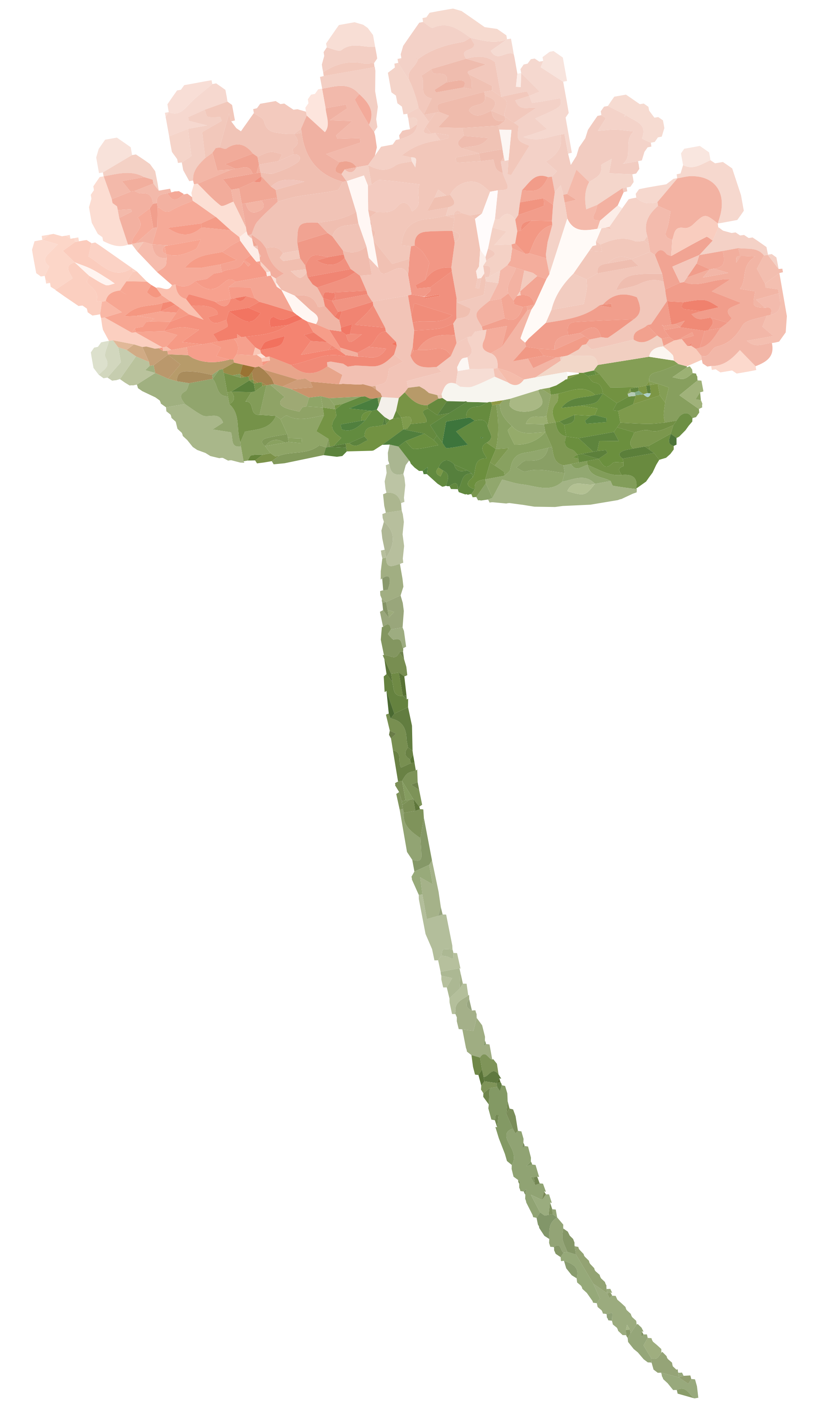 2150x3600 Peach Watercolor Flower Vector Royalty Free - Watercolor Flowers Png