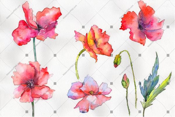 600x400 Red Poppy Colorful Watercolor Flowers Png Watercolorpng - Watercolor Flowers Png