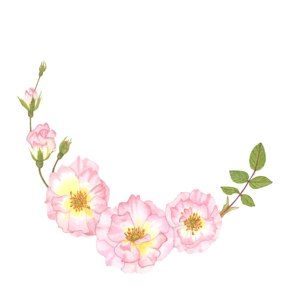 1000x1000 Rose Water Color Peony Rose Watercolor Red Rose Watercolor - Watercolor Flowers Png