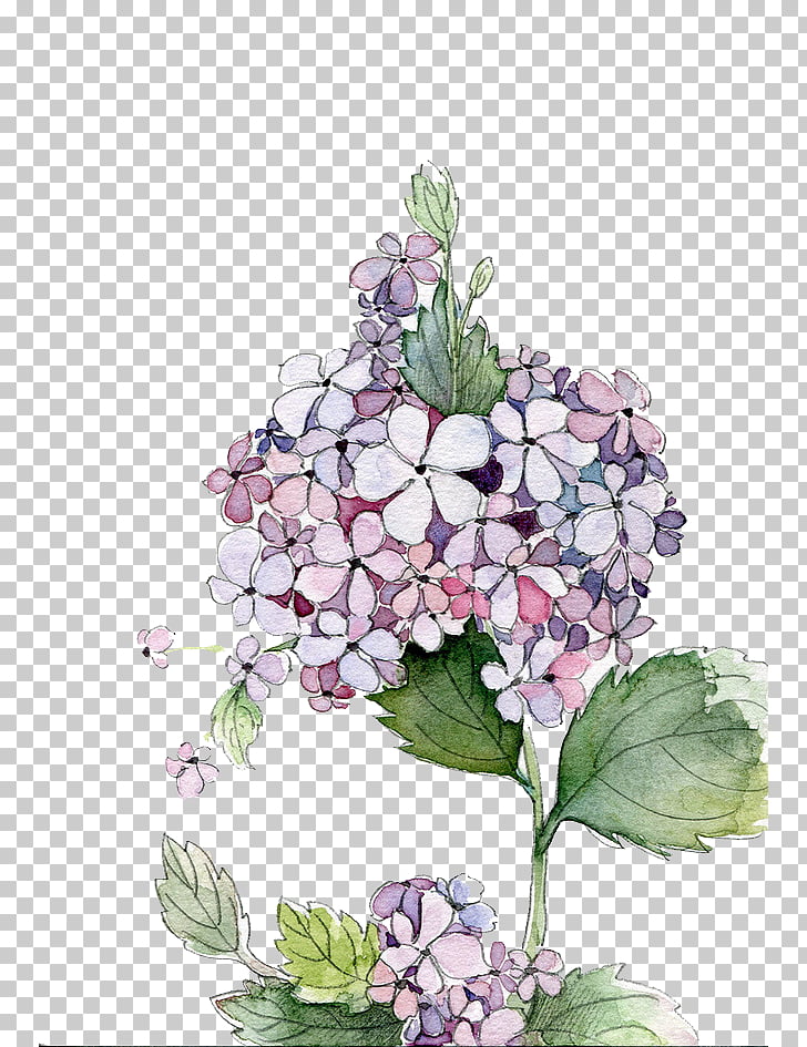 728x945 Hydrangea Watercolor Painting Flower, Watercolor Flowers Png - Watercolor Flowers Png Free