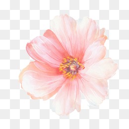 260x260 Hd Flowers Psd Wallpapers Free - Watercolor Flowers Psd