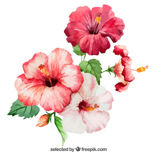 626x626 Hibiscus Flower Vectors, Photos And Psd Files Free Download - Watercolor Flowers Psd