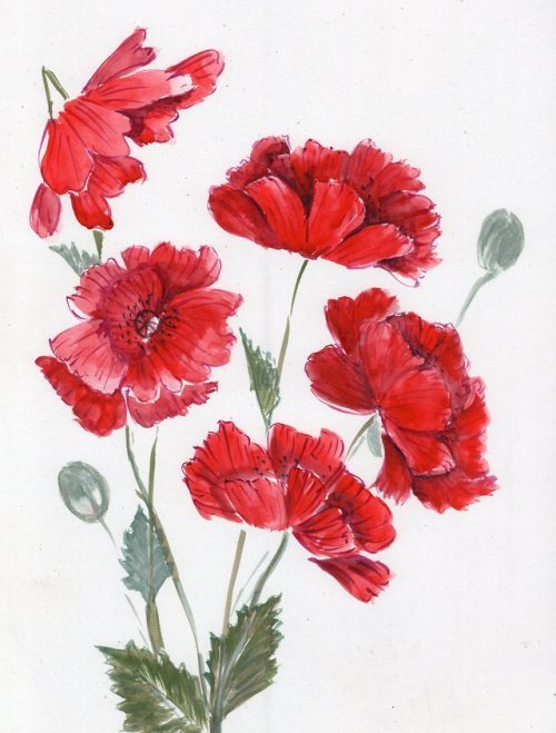 500x659 - Watercolor Flowers Tumblr