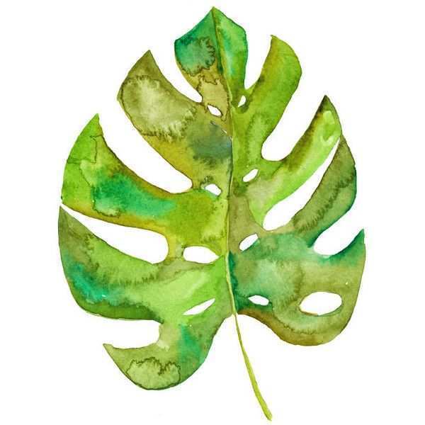 600x600 Leaves Painting Inspirational 454 Best Watercolor Foliage Images - Watercolor Foliage