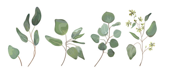 558x240 Eucalyptus Seeded, Blue Agonis Thyme, Asparagus Berry Designer Art - Watercolor Foliage