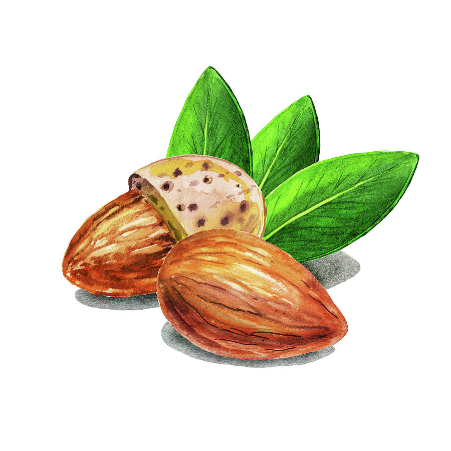 900x900 Almond Nuts Watercolor Food Illustration Painting By Irina Sztukowski - Watercolor Food