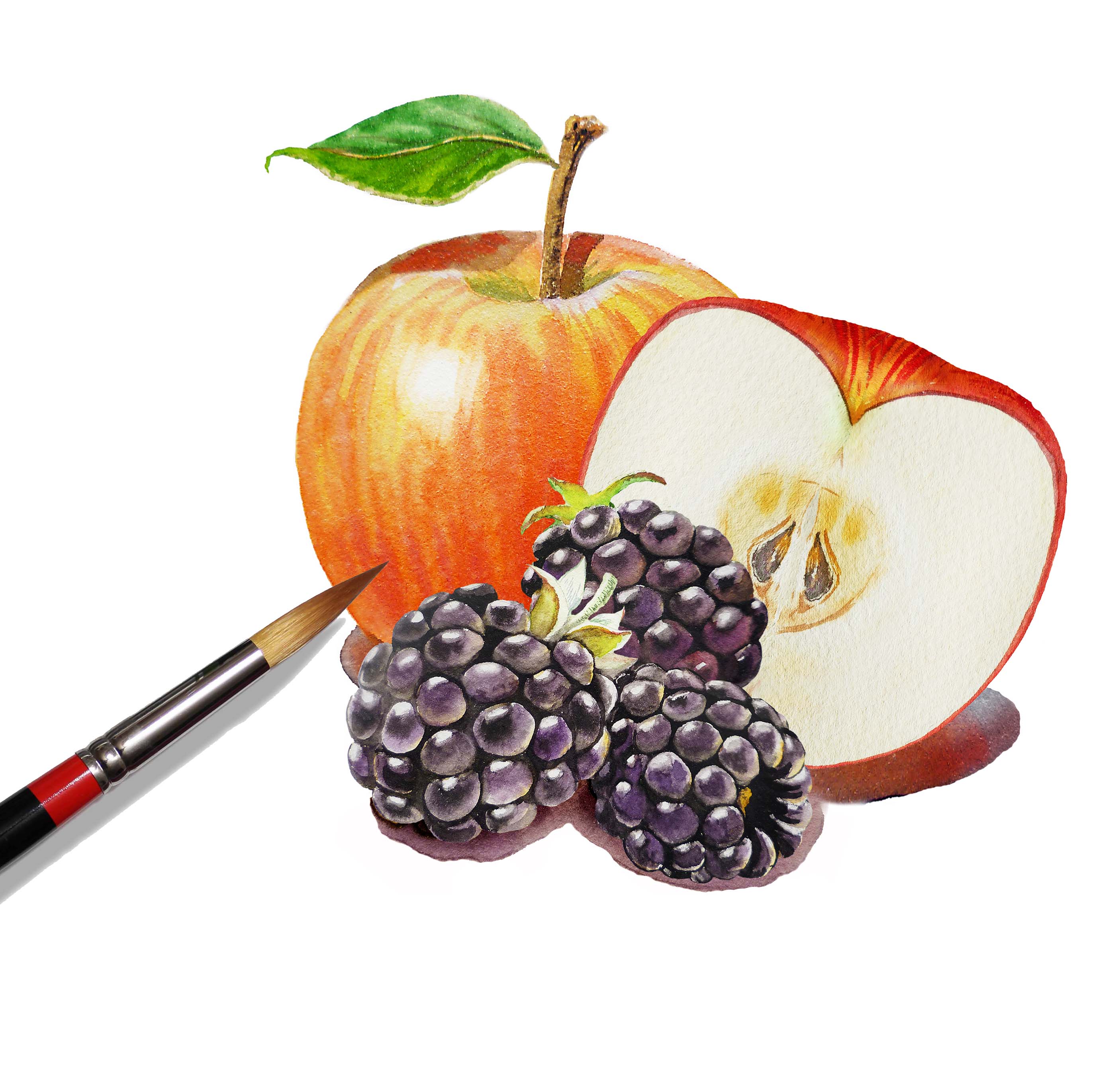 2812x2679 Watercolour Food Illustration Apple Blackberries Irina - Watercolor Food Art
