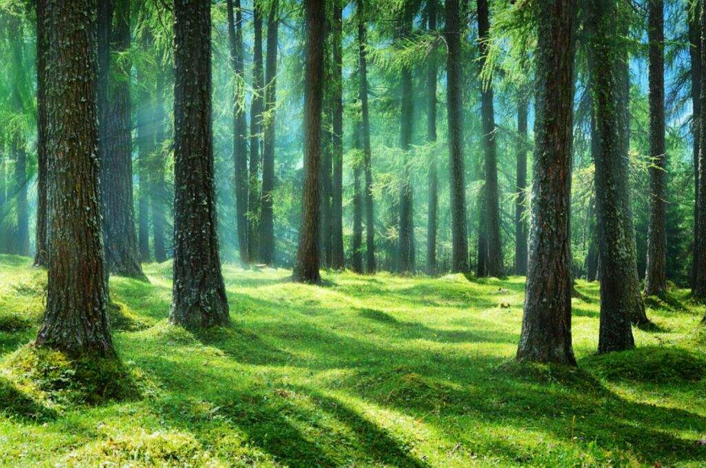 1024x678 Watercolor Forests Virtual Space Amino - Watercolor Forest