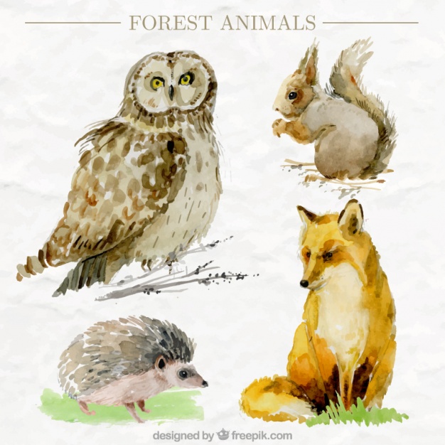 626x626 Pack Of Four Watercolor Forest Animals In Realistic Style Stock - Watercolor Forest Animals