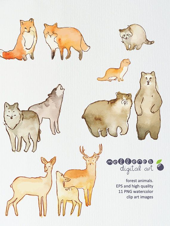570x760 Watercolor Forest Animals. 11 Vector Eps And High Quality Png Clip - Watercolor Forest Animals
