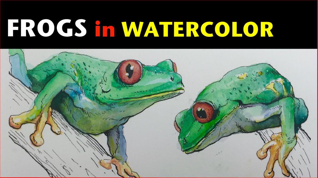 1280x720 Ink Amp Watercolor Study Red Eyed Tree Frog - Watercolor Frog