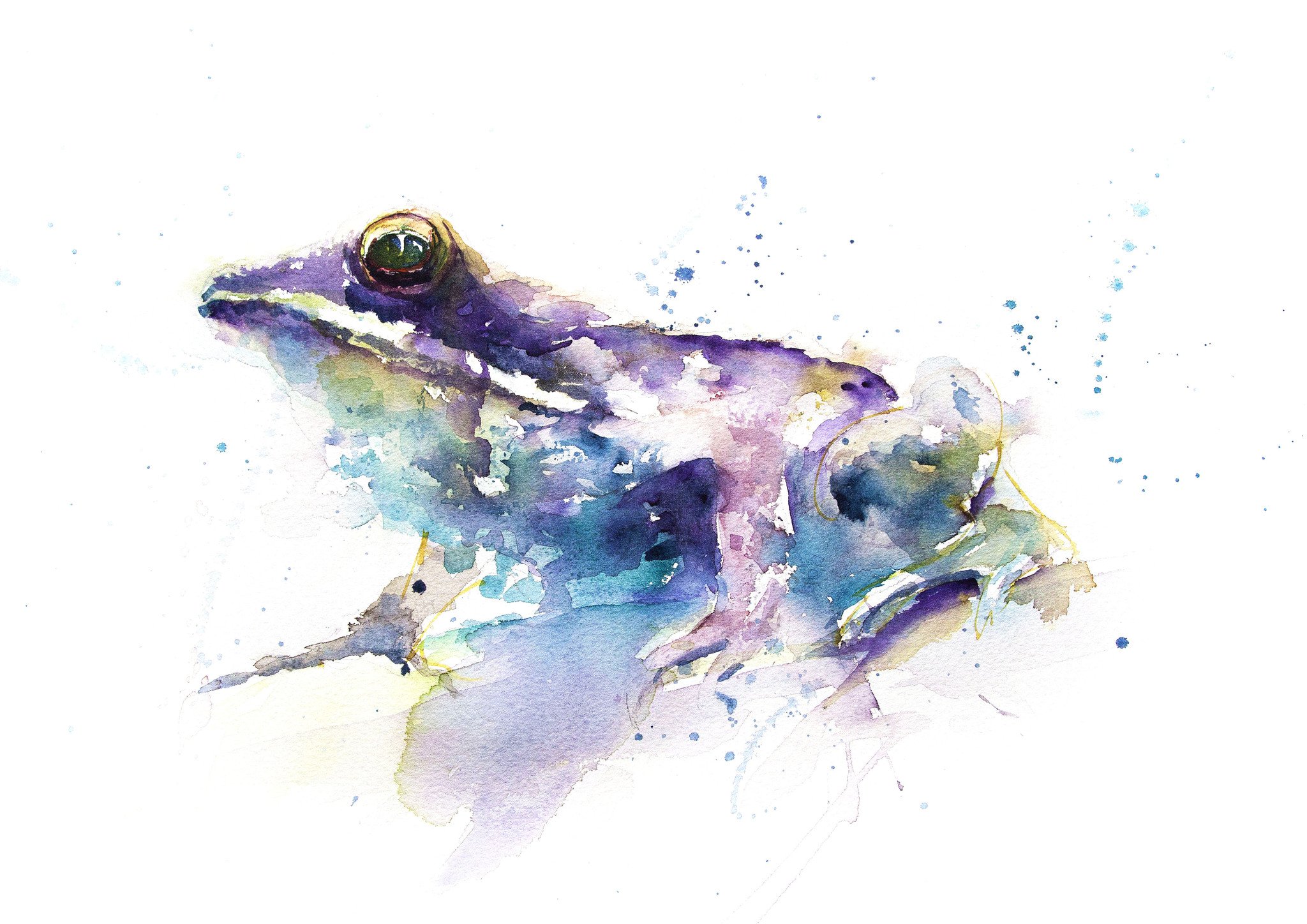 2048x1448 Jen Buckley Signed Limited Edition Print Of My Original Frog Watercolo - Watercolor Frog