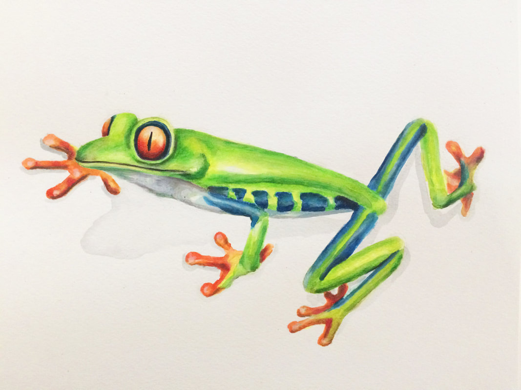 1067x800 Latest Artwork Face Pencil Sketches, Experimental Oil Paintings - Watercolor Frog