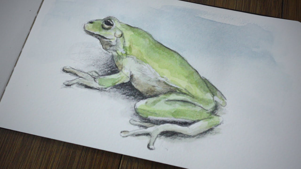 1280x720 Tree Frog Watercolor Sketch - Watercolor Frog