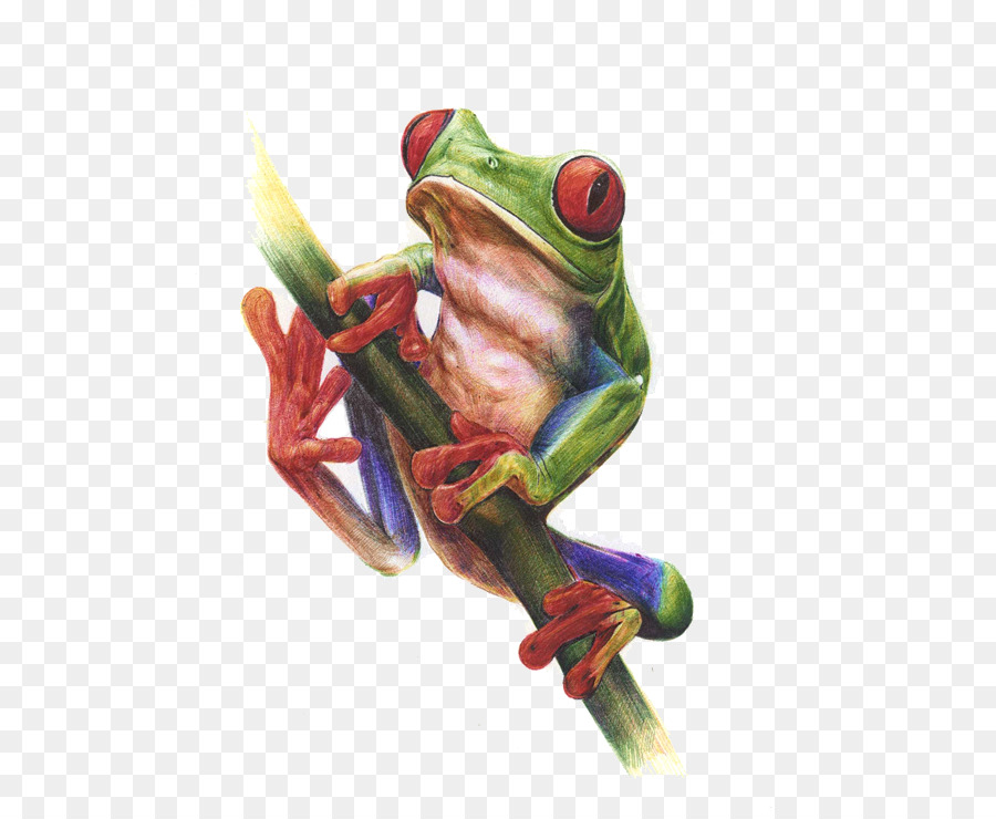 900x740 True Frog Watercolor Painting Tree Frog - Watercolor Frog