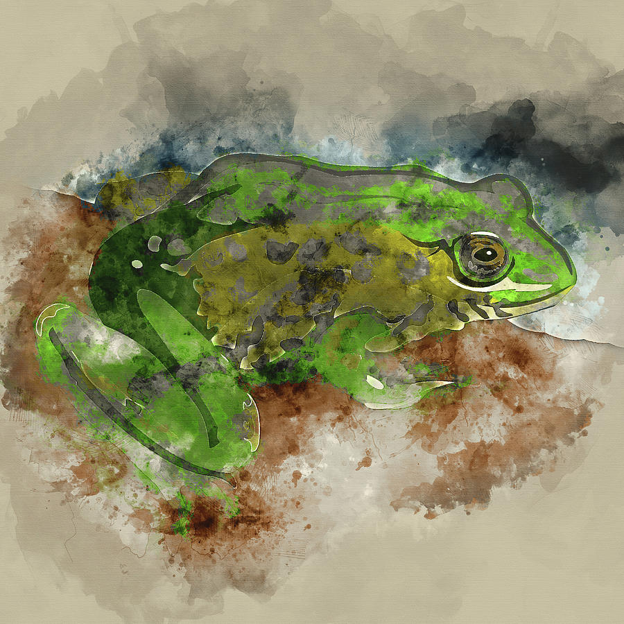 900x900 Watercolor Frog Digital Art By Tymbre - Watercolor Frog
