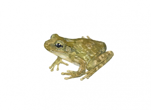 515x377 Cuban Tree Frog Watercolor David Scheirer Watercolors - Watercolor Frog