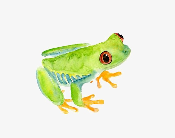 564x446 Watercolor Frogs Png Images Vectors And Psd Files Free - Watercolor Frog
