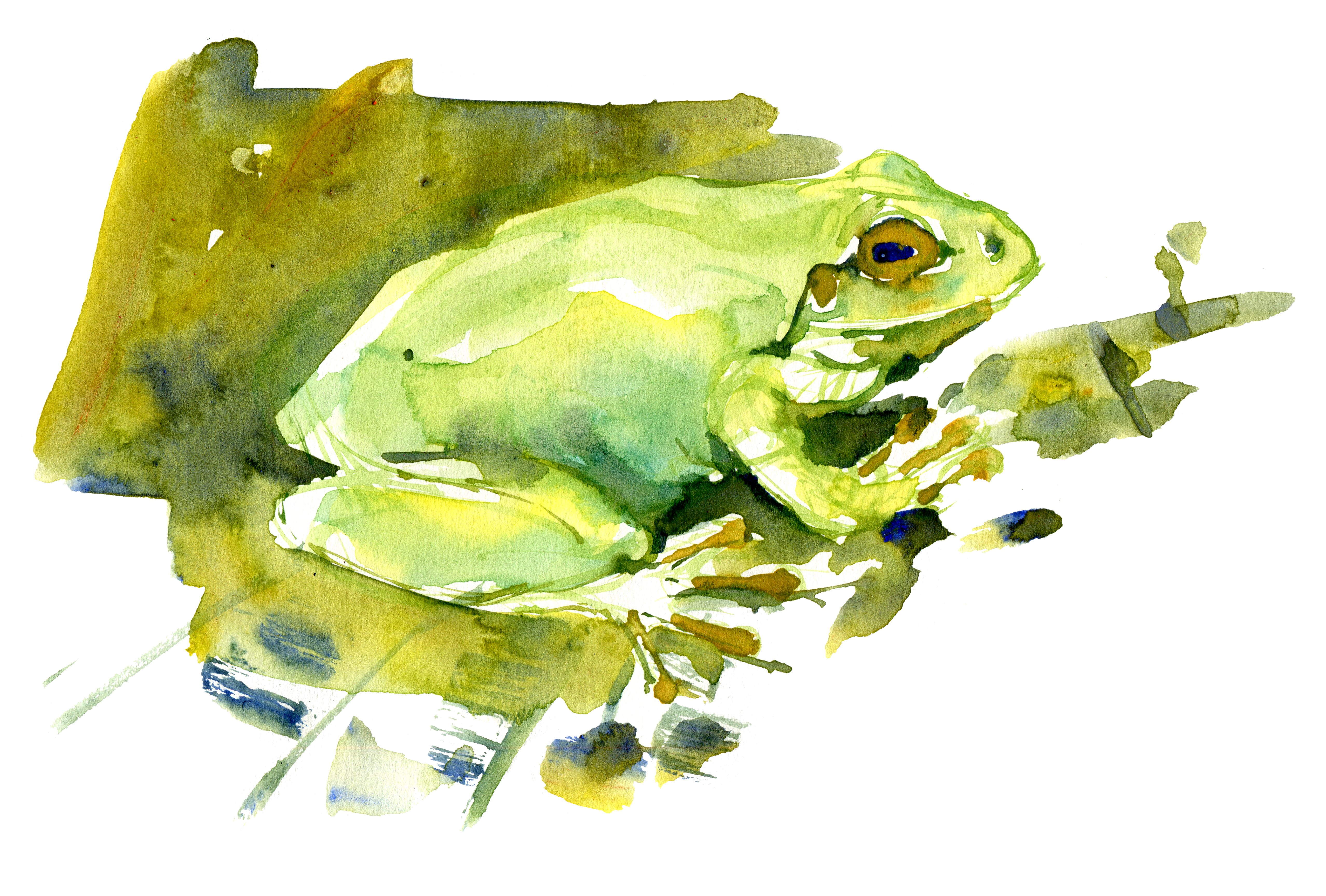 5110x3452 Frog Watercolor Clean The Hiking Artist Project By Frits Ahlefeldt - Watercolor Frog