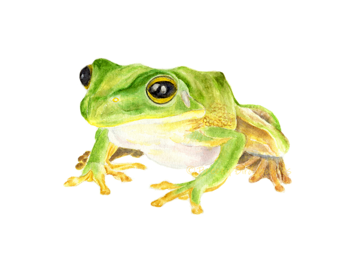 Watercolor Frog at PaintingValley.com | Explore collection of ...