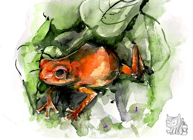 800x582 Frog Tattoo On Behance - Watercolor Frog Tattoo