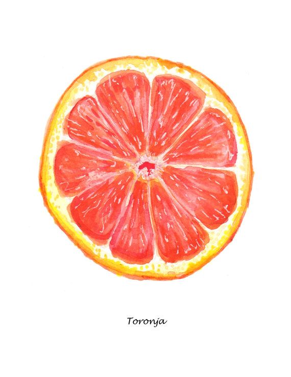 570x738 Ruby Red Grapefruit Watercolor Painting, Food Illustration - Watercolor Fruit