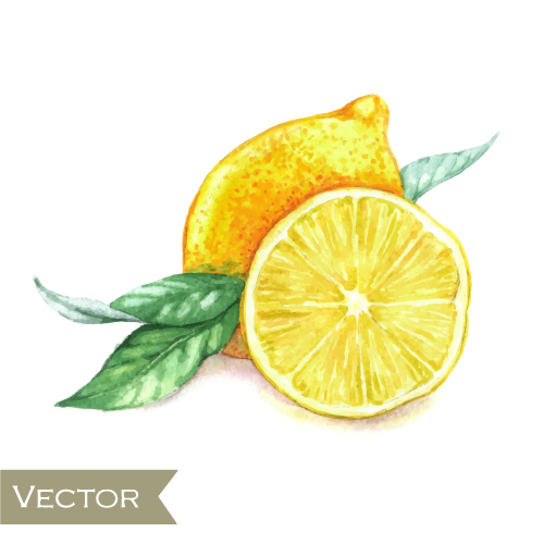 500x500 Watercolor Fruit Design Vector 04 Free Download - Watercolor Fruit