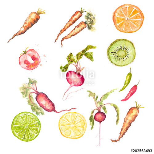 500x500 Set Of Watercolor Fruit And Vegetable On White Stock Photo And - Watercolor Fruits And Vegetables