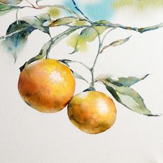 236x236 591 Best Watercolor Fruit Amp Vegetables Images In 2018 - Watercolor Fruits And Vegetables