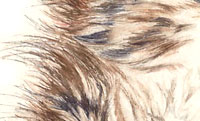 200x121 Edge Softening Effects In Watercolor - Watercolor Fur