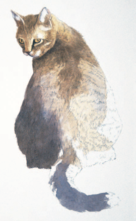 274x444 How Paint A Cat In Watercolor, The Watercolor Bible, Artist Joe Garcia - Watercolor Fur