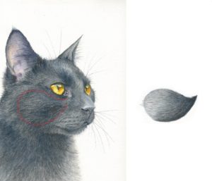 300x257 How To Paint Black Fur In Watercolor - Watercolor Fur