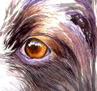 322x302 Painting Fur Unique Drahthaar Dog Portrait Watercolor Art Tutorial - Watercolor Fur
