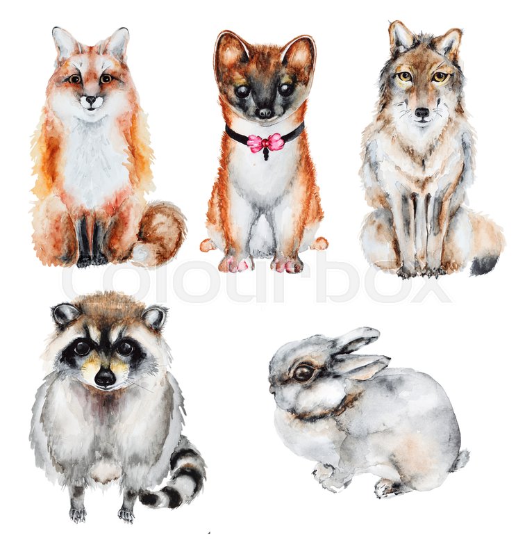 756x800 Watercolor Fur Wild Animals Set Isolated On White Background. Hand - Watercolor Fur