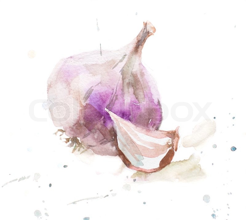 800x717 Garlic Illustration Watercolor Style Stock Photo Colourbox - Watercolor Garlic