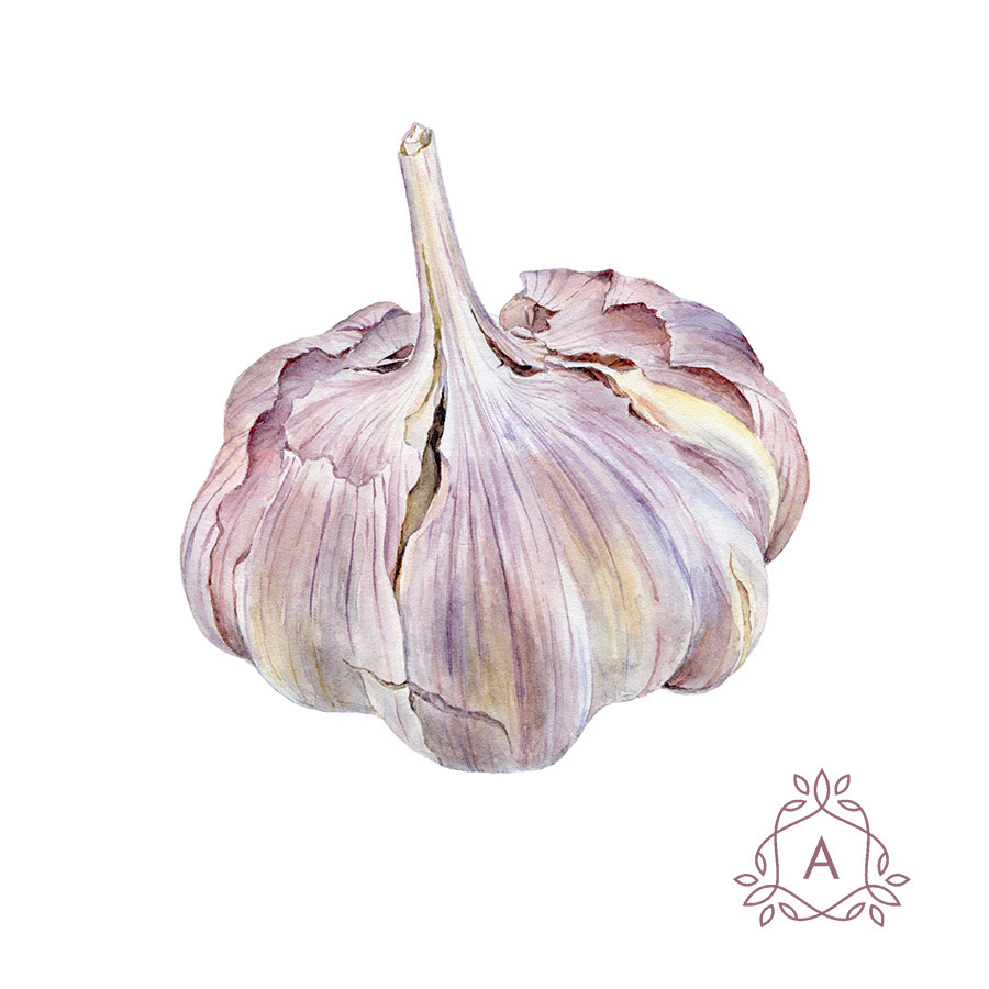 900x900 Garlic On Behance - Watercolor Garlic