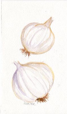 236x399 Garlic Watercolor Painting Original, Bulb And Cloves,garlic Art - Watercolor Garlic