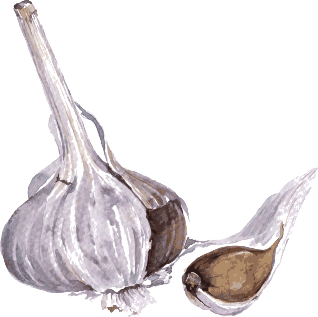 1024x1022 Hand Painted Watercolor Garlic Dry Seasoning Vector Free - Watercolor Garlic