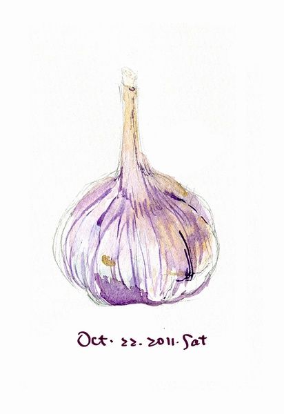 412x600 Drawing. Watercolor Pencils. Garlic. Farming Block. Watercolor - Watercolor Garlic