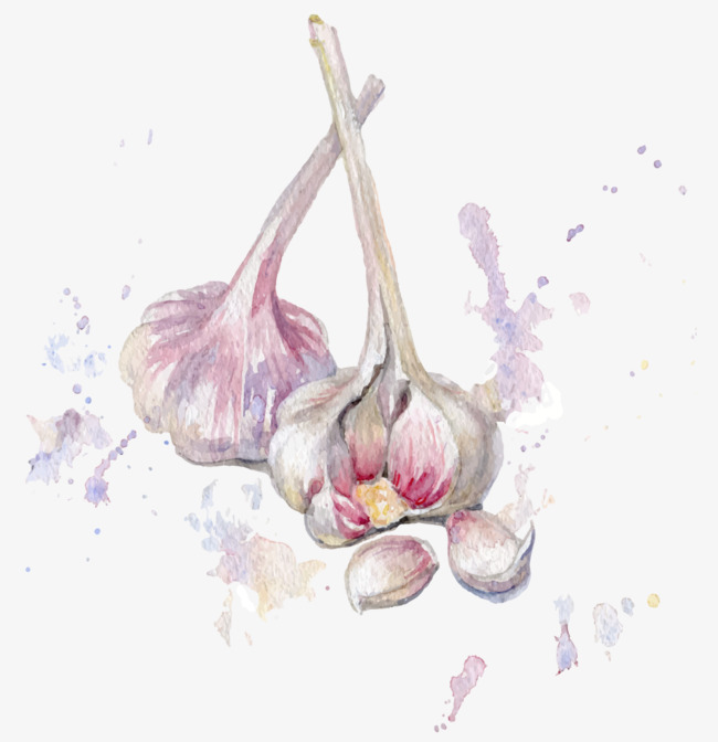 650x672 Vector Drawing Garlic, Watercolor, Garlic, Hand Painted Png And - Watercolor Garlic