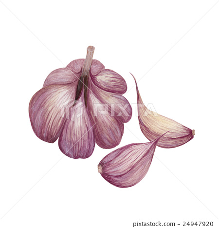 450x468 Watercolor Garlic - Watercolor Garlic