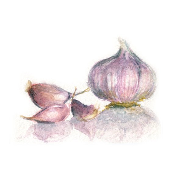 570x570 Watercolor Garlic Garlic Print Garlic Art Kitchen Art Etsy - Watercolor Garlic