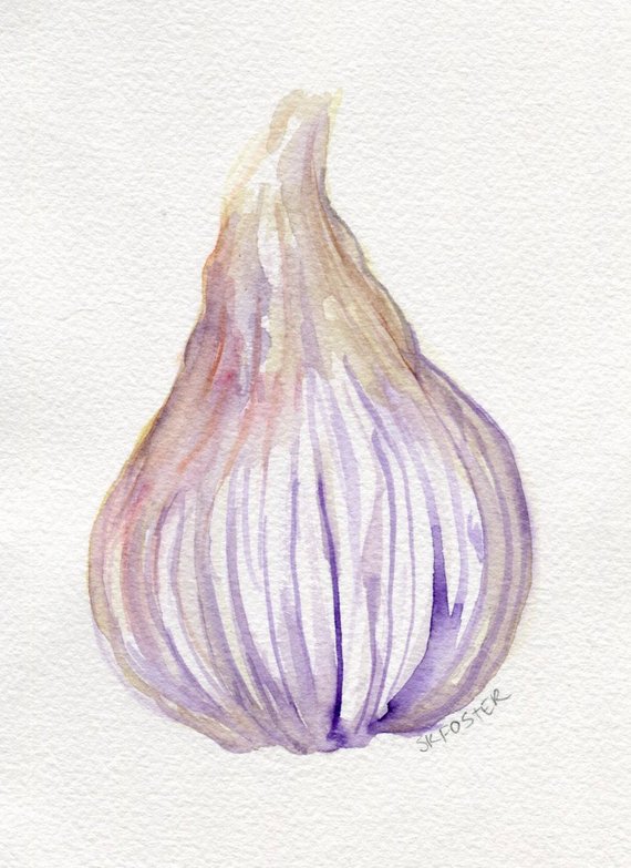 570x783 Garlic Original Watercolor Painting Small Rustic Vegetable Etsy - Watercolor Garlic