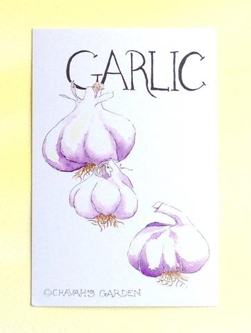 362x479 Watercolor Garlic Postcards, Gardening Quotation On Back - Watercolor Garlic