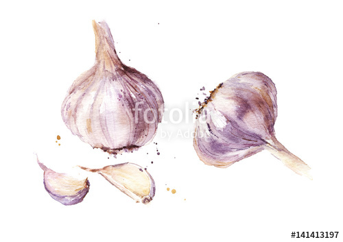 500x353 Watercolor Garlic Stock Photo And Royalty Free Images On Fotolia - Watercolor Garlic