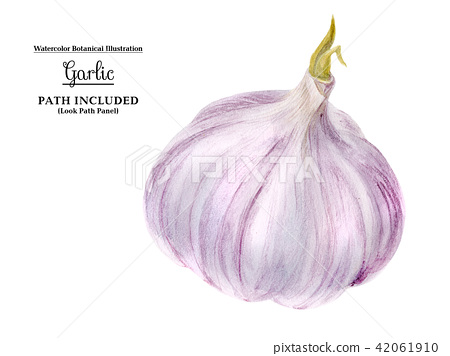 450x356 Watercolor Head Of Garlic - Watercolor Garlic