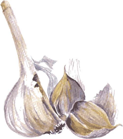 501x563 Watercolor Painting Drawing Spice Illustration - Watercolor Garlic
