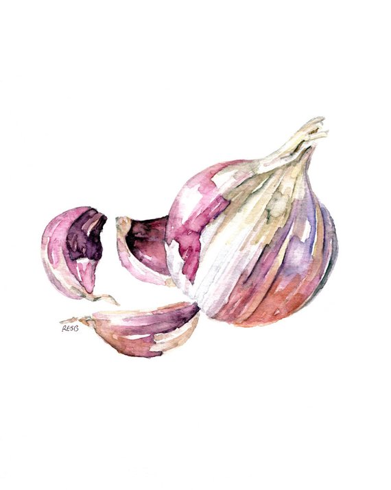 570x715 Garlic Painting Print From Original Watercolor Painting Etsy - Watercolor Garlic