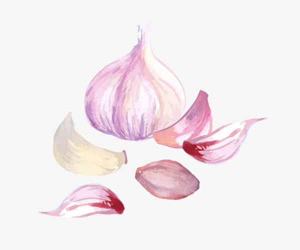 600x500 Garlic Watercolor, Hand Painted, Garlic, Ingredients Png And Psd - Watercolor Garlic